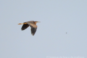 Garza imperial, Ardea purpurea.